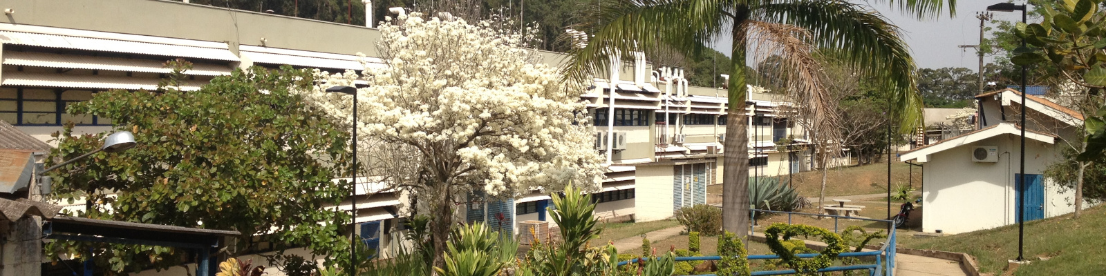 Image of Chemistry department in the flowering of white ipês